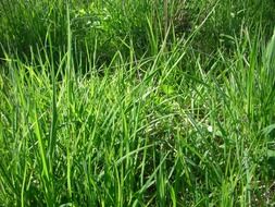 long grass in a meadow