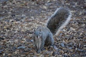 squirrel looking