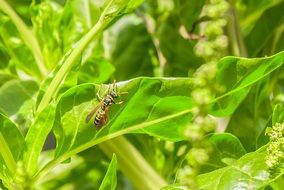 wasp on the green plant leaf