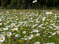 daisies flower meadow