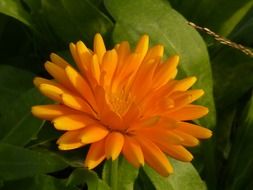 closeup photo of orange flower with sharp petals