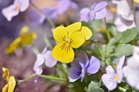 Yellow purple pansy flower plant garden