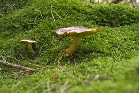 Growing mushrooms among other plants in the forest