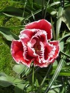 unusual beautiful tulip in amsterdam