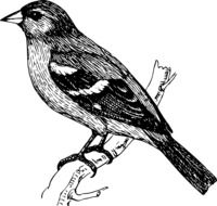 black and white drawing of a bird on a branch