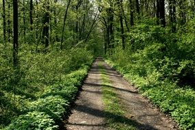 path in the freshness forest