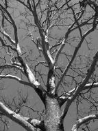 large lifeless tree in black and white background