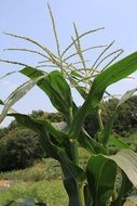 Corn tassels on top of the plant