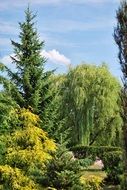 green vegetation nature