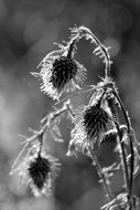 Black and white photo of thistles
