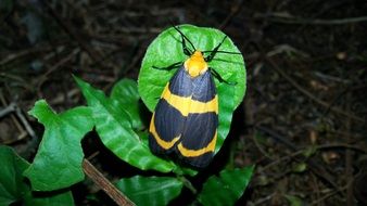 black butterfly with yellow stripes on the sheet