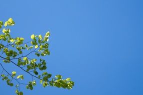 green tree in sunny spring day