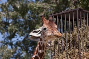 cute giraffe animal zoo