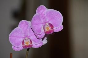 Pink flower orchid bloom