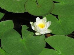 magnificent water flowers