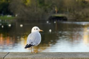 White seagull on a lake in Sweden