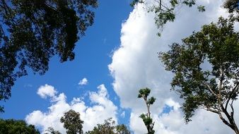 thicket of the forest against the blue sky and white clouds