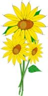 sun flower plant drawing