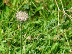 flower umbel
