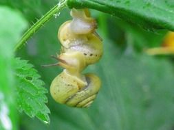 Snails on the plant in the forest
