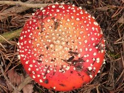 Amanita Muscaria in the forest