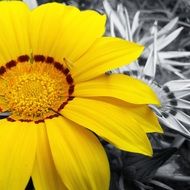 bright yellow flower on a black white background