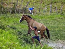 brazil countryside horse