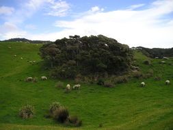 new zealand meadow