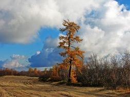 tall pine tree in autumn