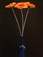 Three orange gerbera in blue bottle on a black background
