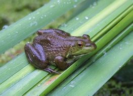 bullfrog portrait