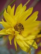 macro photo of yellow flower