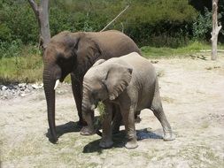two elephants in the wild nature