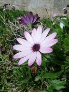 light pink daisy in the garden