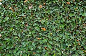 green leaves of ficus pumila