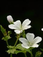 White stork beak flowers