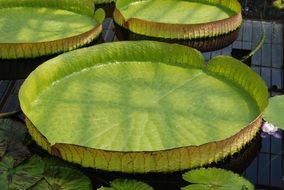 lily giant water pads