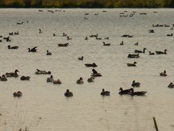 Landscape of the lake with geese