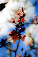 pink tree blossoms