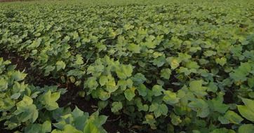 highyielding seedlings