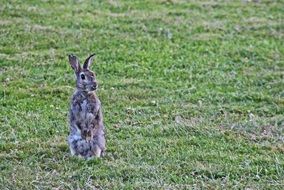 wild grey rabbit on the meadow