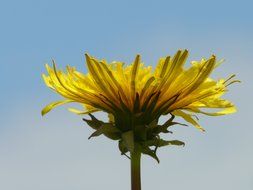 bottom view on yellow dandelion on the stalk