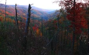 Colorful forest trees fall autumn season