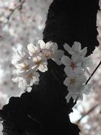 cherry blossom as a spring decoration