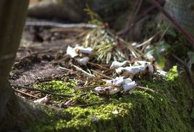 green moss and pine needles on the stump