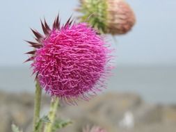pink thistle close up