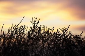 sunset plant