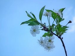 green leaves of cherry