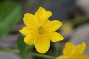 closeup photo of yellow caltha palustris flower near the pond