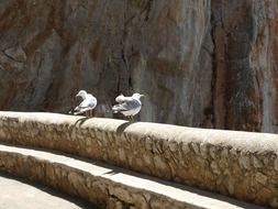 gulls on a stone parapet near the lake